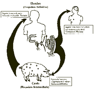 teniasis etiológia epidemiológia