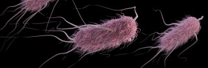 Escherichia coli